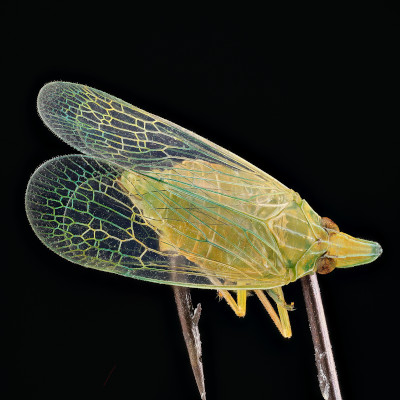 fly lure